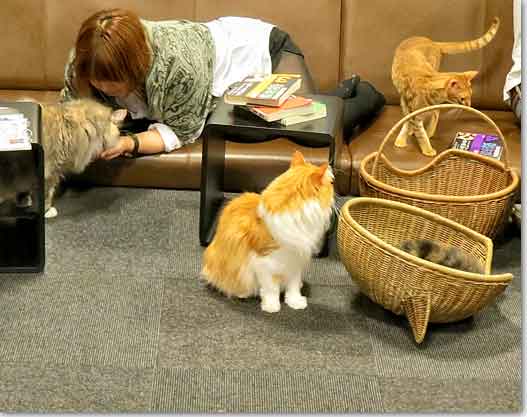 cats in tokyo cat cafe